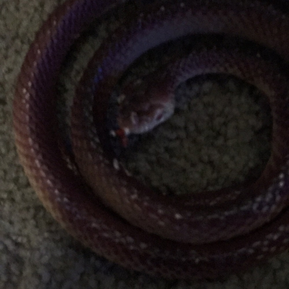 Fake snake